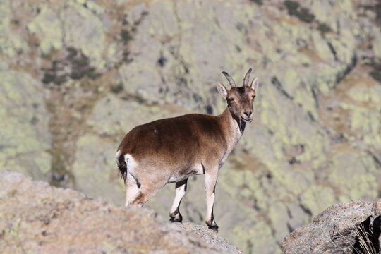 cabra montes