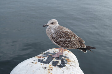 Young  gray European herring gull close