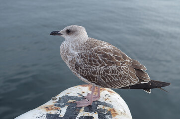 Young  gray European herring gull close
