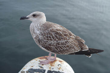 Young  gray European herring gull close