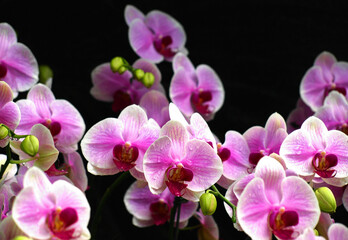 Fototapeta na wymiar シンガポール国立蘭園のピンクの胡蝶蘭、ナショナルオーキッドガーデンの胡蝶蘭