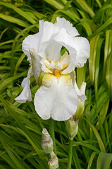 Close up of Bearded Iris 'Immortality'