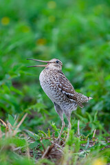 Great snipe. Displaying bird in spring. Gallinago media
