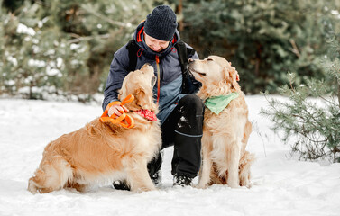 Golden retriever dogs in winter time