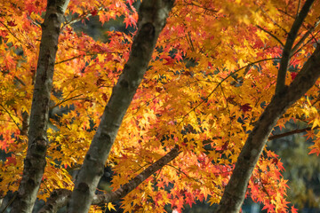 紅葉