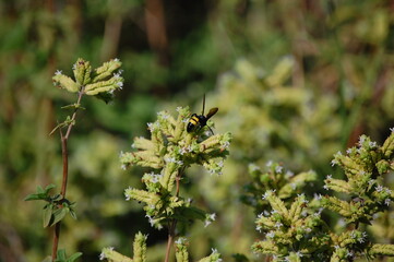 bee on a flower