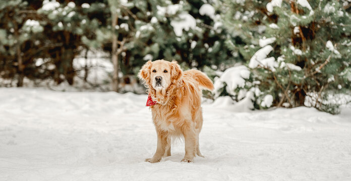 Golden retriever dog in winter time