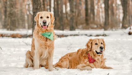 Golden retriever dogs in winter time