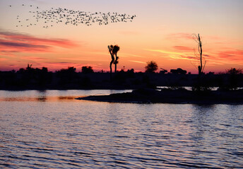 Silhouette of flamingos at dawn flying over a campsite © Anthony