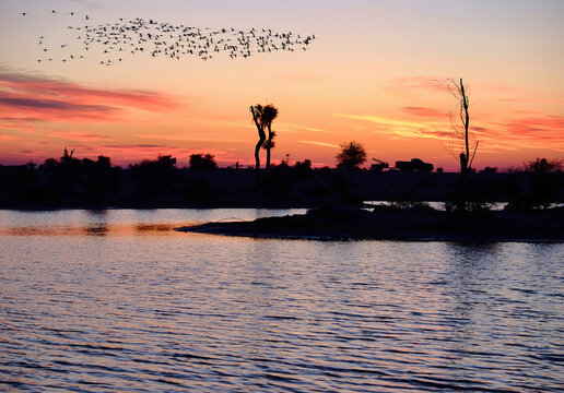 Silhouette of flamingos at dawn flying over a campsite