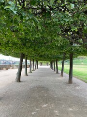 sidewalk walking pavement alley path with trees in park. nature landscape. summer walk.