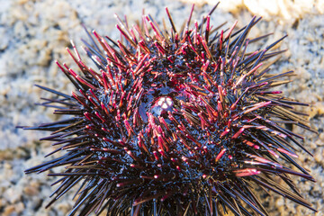 sea urchin and sandy shore