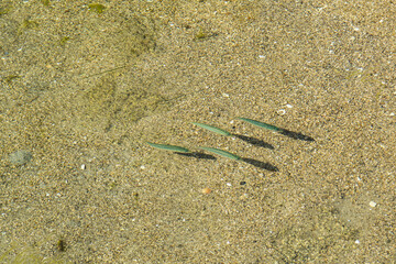green fish in sea water