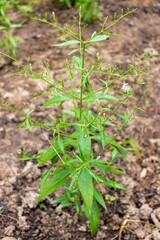 Andrographis paniculata the local Asia Herb plant for anti-virus medicine