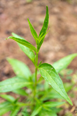 Andrographis paniculata the local Asia Herb plant for anti-virus medicine