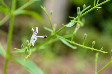 Andrographis paniculata the local Asia Herb plant for anti-virus medicine