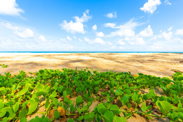 Sea Beach with Morning Glory on white sand blue sky cloud