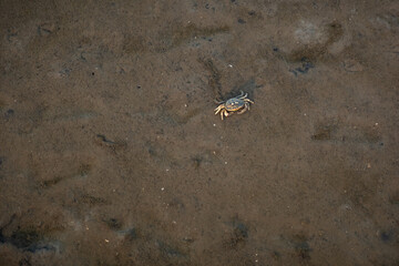 Krebs bei Ebbe im Wattenmeer