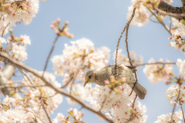 ヒヨドリと桜
