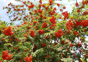 Red berries of the plant called Rowan and green leaves