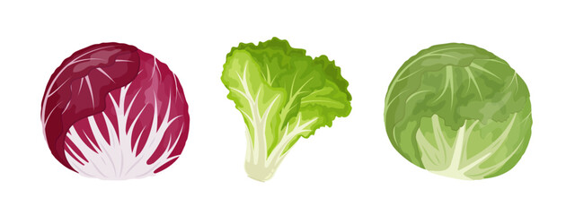 Iceberg, radicchio and leafy green lettuce, vector Illustration on white background, banner