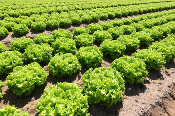 field of green lettuce grown on sandy soil please drain the water