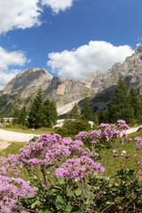 Violet flowers called adenostyles alliariae in the alps
