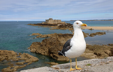 seagull that looks like a lookout and the English Channel in France