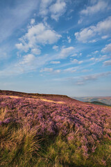 Naklejka premium Beautiful late Summer sunrise in Peak District over fields of heather in full bloom around Higger Tor and Burbage Edge