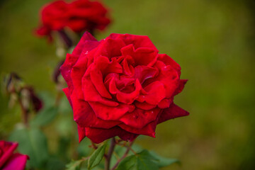 garden rose