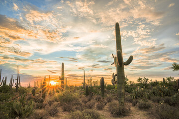 Sunset in the Saguaro National Park with Cacti in the foreground, Saguaro West, colourful evening sky in the Sonora Desert