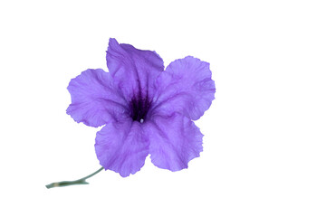 A purple flower of Mexican petunia (Ruellia brittoniana)