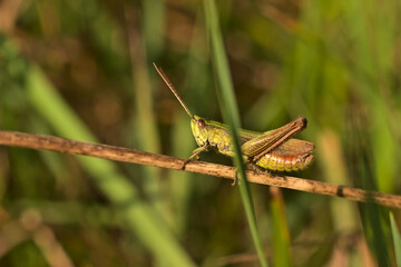 A cricket grasshopper among the grasses on a sunny day.