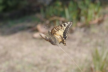 Papillon Machaon sur une tige