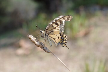 Fototapeta na wymiar Papillon Machaon sur une tige