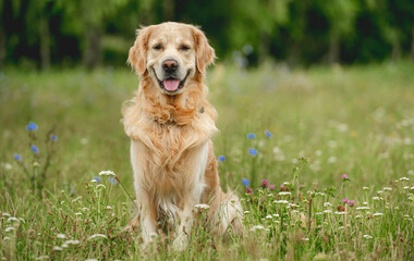 Golden retriever dog outdoors in summer