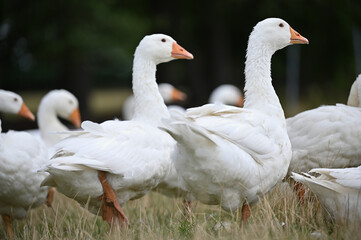 A flock of domestic geese in a meadow domestic animals	