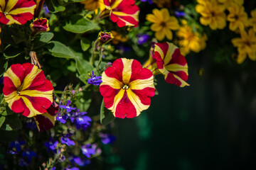 flowers on natural background