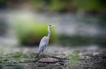 Grey Blue Heron standing on a rock in the river