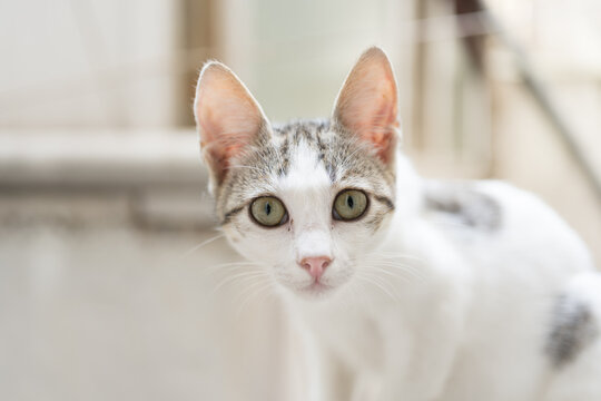 Turkish stray kitten. Homeless kitten. Istanbul Turkey,	