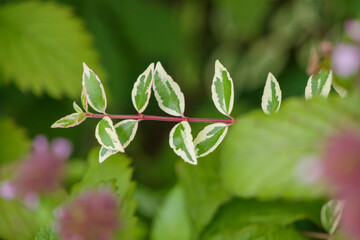 若い草が育っている8月の風景