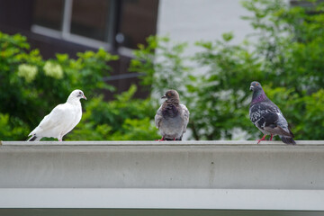 ハトたち