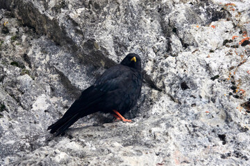 Hiking in Austra, Summer 