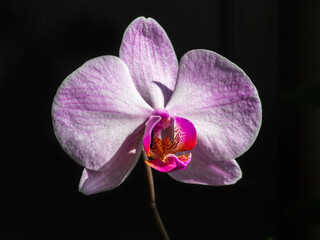 Beautiful single flower of the pink orchid phalaenopsis on a black background, close up, copy space.