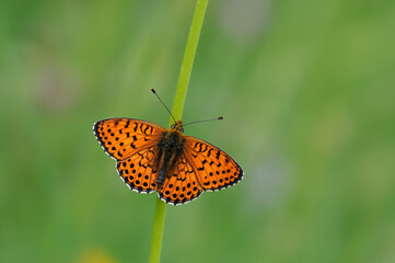 Fototapeta na wymiar Wing upper-side view of twin-spot fritillary (Brenthis hecate)