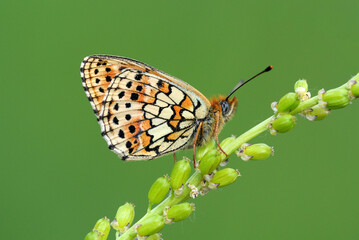 Wing under-side view of twin-spot fritillary (Brenthis hecate)