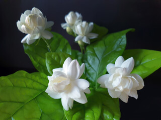 Close up of White jasmine, Jasminum sambac or Arabian jasmine, Grand Duke of Tuscany, beautiful white flower and green leaves, aroma