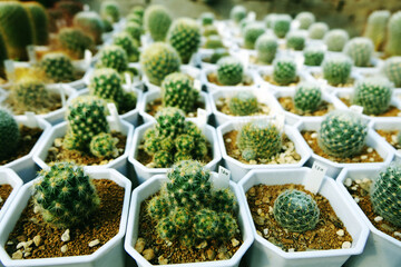 Small Succulent cactus plant garden, Group of cactuses in the pots, Succulents, Potted small house plants, home interior. White minimal cactuses in a jar, plant for home decoration, back ground.