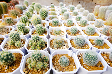 Small Succulent cactus plant garden, Group of cactuses in the pots, Succulents, Potted small house plants, home interior. White minimal cactuses in a jar, plant for home decoration, back ground.