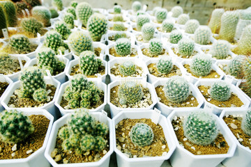 Small Succulent cactus plant garden, Group of cactuses in the pots, Succulents, Potted small house plants, home interior. White minimal cactuses in a jar, plant for home decoration, back ground.